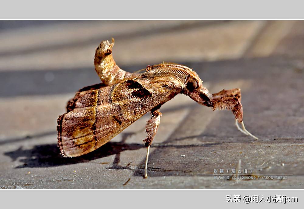 昆虫摄影欣赏,自带魔性,翘起尾巴做蛾子_蚕蛾_奇特_天蛾