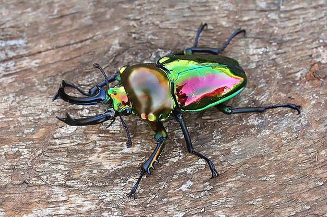 背部金属彩色的甲虫图片