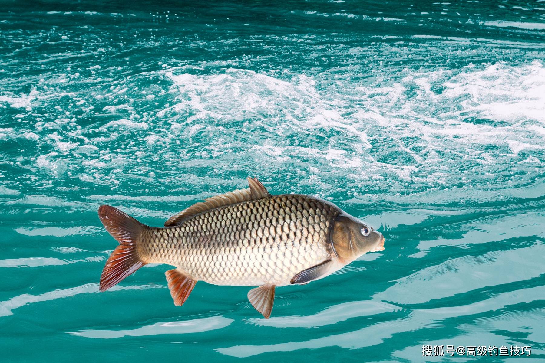 在肥水鱼塘中怎么钓鱼 钓肥水鱼塘的技巧 钓法和鱼饵的关键点 水体 鱼星 情况