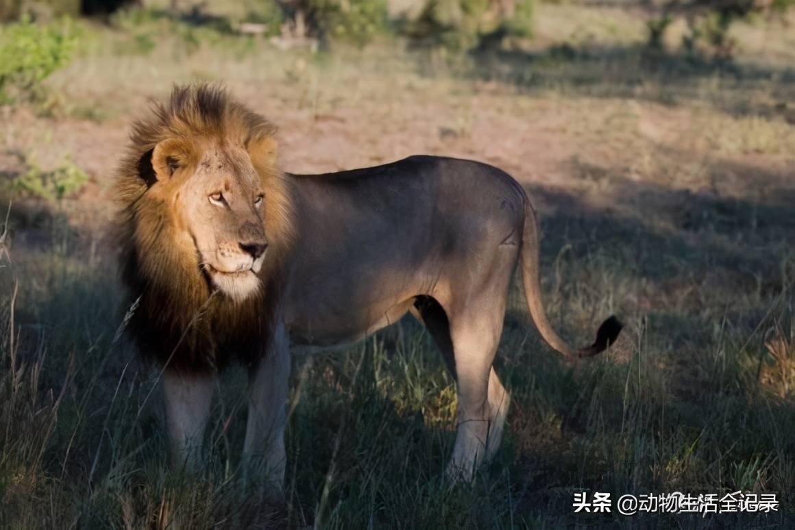 熊男雄狮:结盟采花雄狮,迅速拿下两个狮群,成为一方霸主_项圈_赛拉提