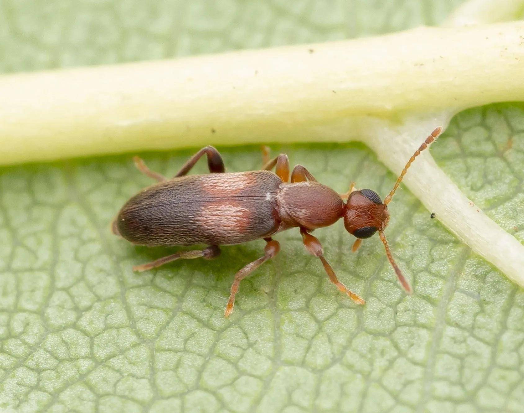 认识地上天上动物世界欣赏认识