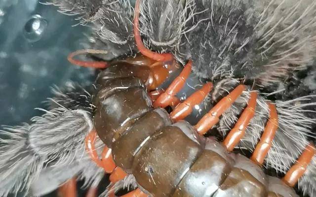 蜈蚣的实力真的这么弱?你理解错了!_螳螂_盖拉_是一种