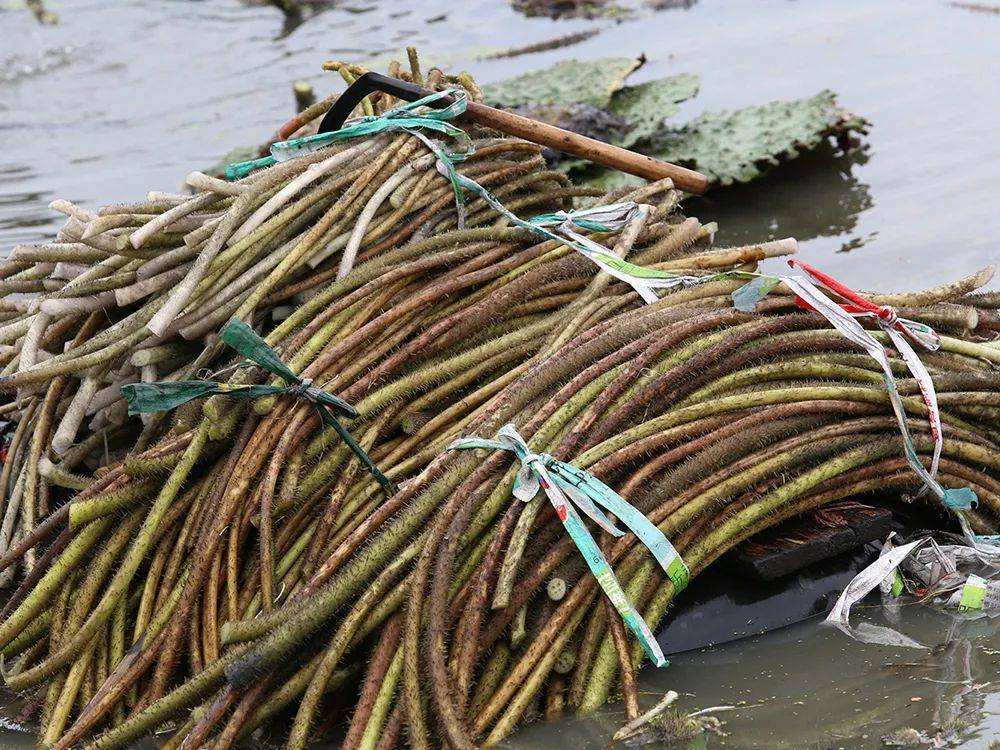 原创三伏天特有的一种刺梗剥皮后才能吃生吃带咸味15元斤比藕带还贵