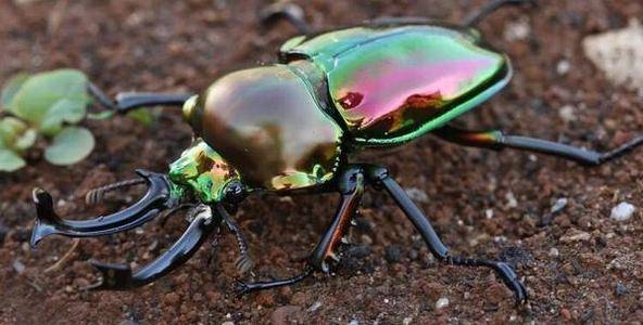 锹甲中的rainbow baby,金属光泽的外壳,闪闪惹人爱_彩虹_甲虫_鞘翅目