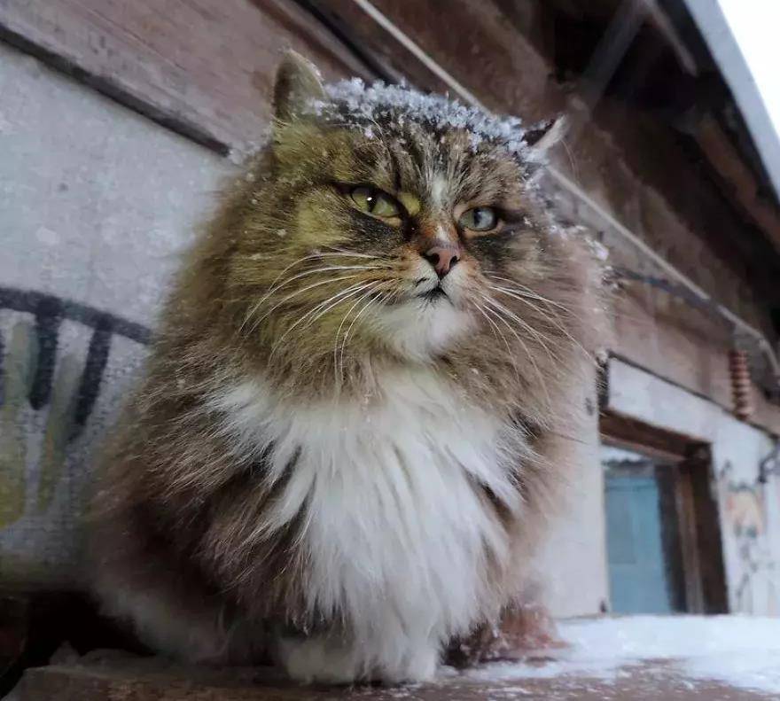 为什么俄罗斯的猫,被称为战斗民族的猫?