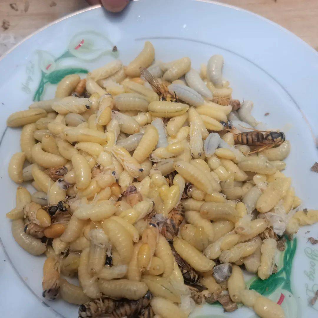 据悉,养殖胡蜂主要是收获蜂蛹,蜂蛹是一种高蛋白,高营养食材,在市场上