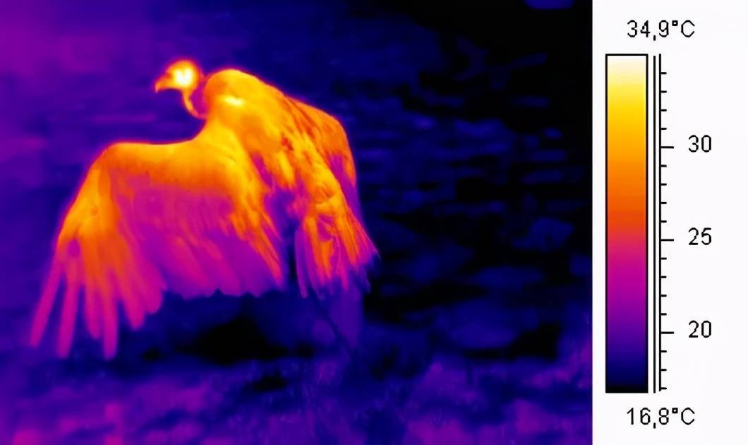 14种动物的热成像,蛇不愧是冷血动物_热量_狮子_显示