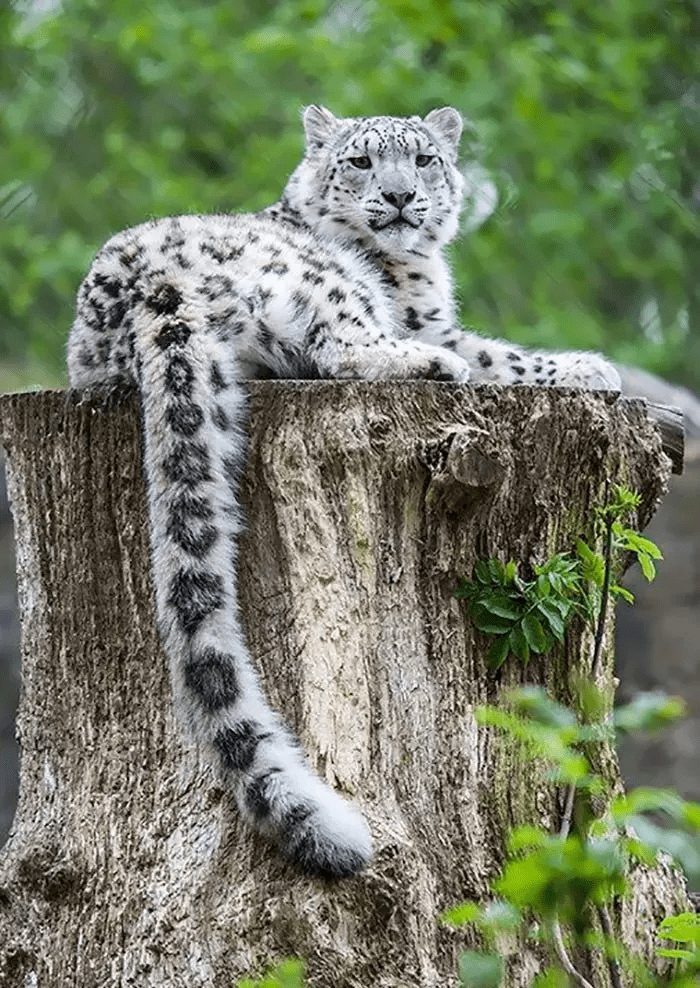 世界上最孤独的猫科动物-雪豹