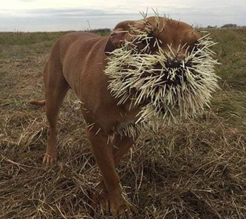 为什么狮子轻易不敢招惹豪猪?_新大陆_对方_动物