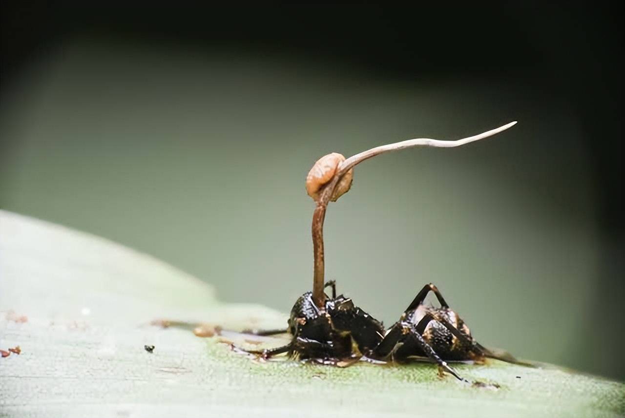 铁线虫天敌蚂蚁图片