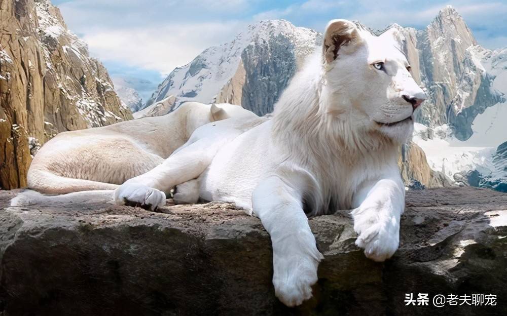 来自远古的"白色"遗志,猫科动物的颜值巅峰_猞猁_体型_雪豹