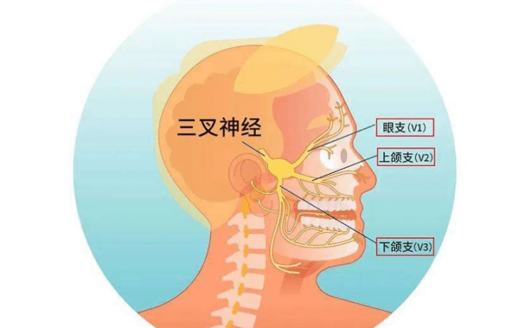 三叉神经位置图片图片