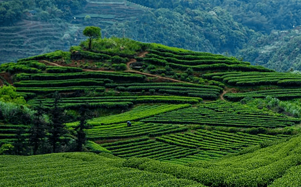 收藏好这份攻略,保你逛展不迷路!_紫砂_日照_展团