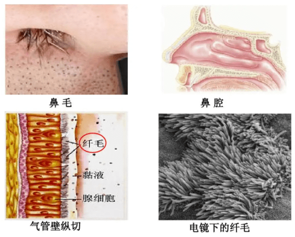 鼻腔颜色正常图片图片