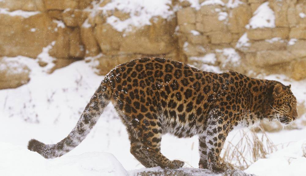 原创性情勇猛的猫科动物远东豹