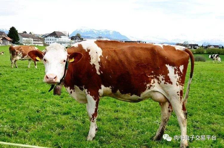 蒙古牛是什么品种图片