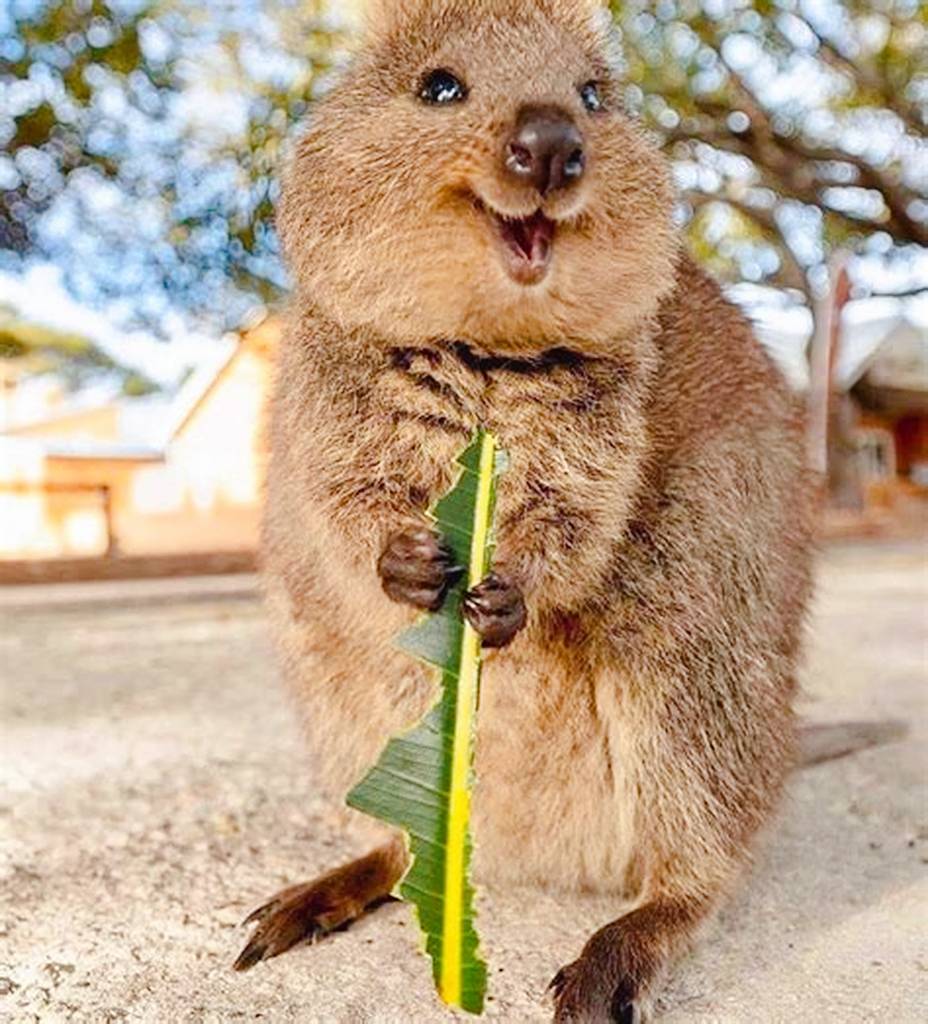 (图片来源于网络搜索)(图片来源于网络搜索)短尾矮袋鼠特别喜欢微笑