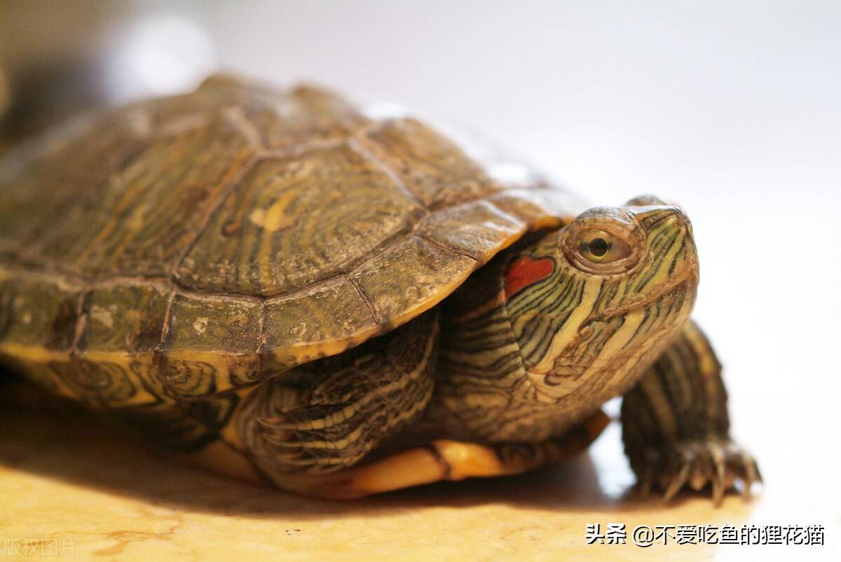 世界数量最多的龟类:巴西红耳龟,它是如何在我国境内泛滥成灾的