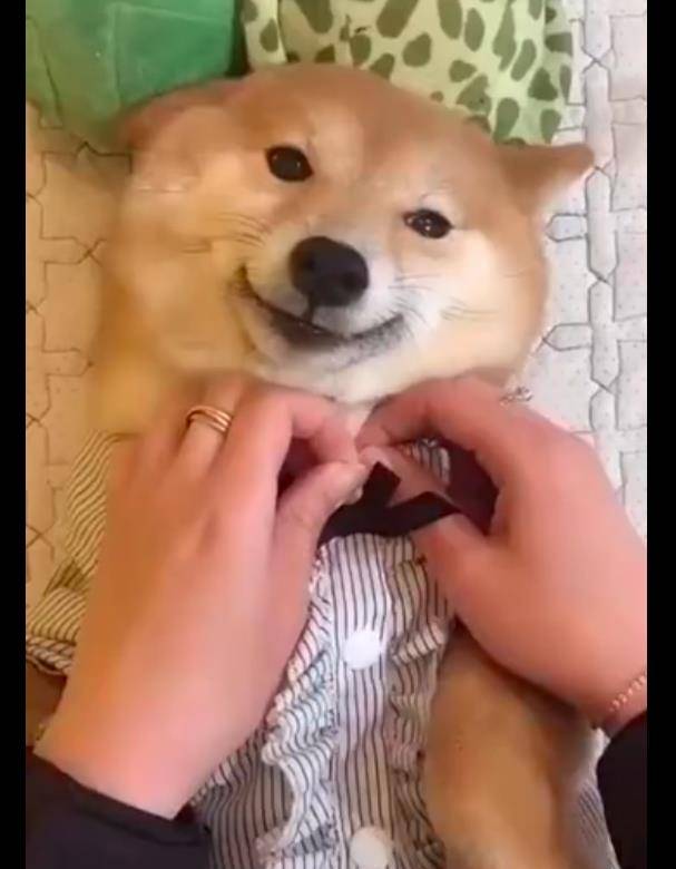 原创主人给柴犬脱衣服它却是一脸谄媚地笑完了我不干净了啊