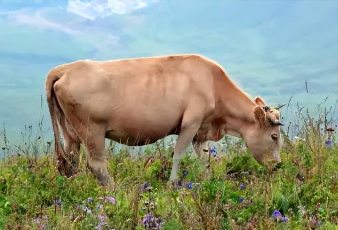 牛高烧不退是什么原因?本文一定要看_蚊虫_病毒_饮水