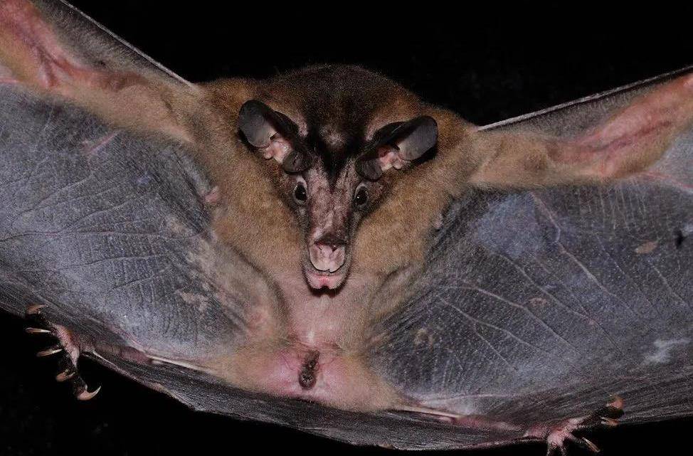 巨舌蝙蝠图片