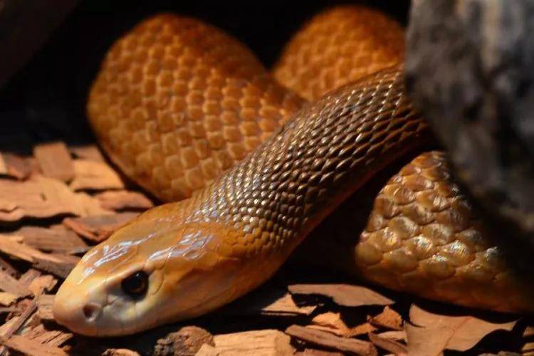原创世界上最毒的蛇之一细鳞太攀蛇