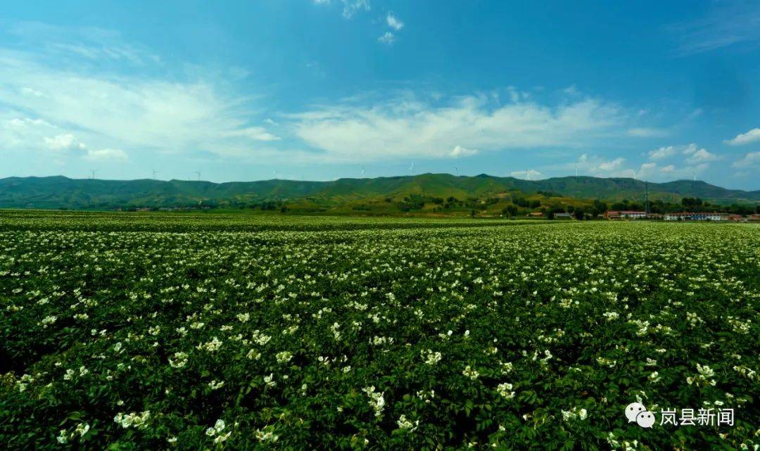 去岚县|邂逅土豆花海 欢度旅游文化月_小戏_花中_王家村