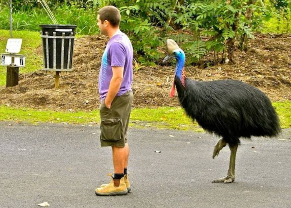 鹤鸵体形像鸵鸟,但比鸵鸟小,体高1.7-1.8米,体重约70-80千克.