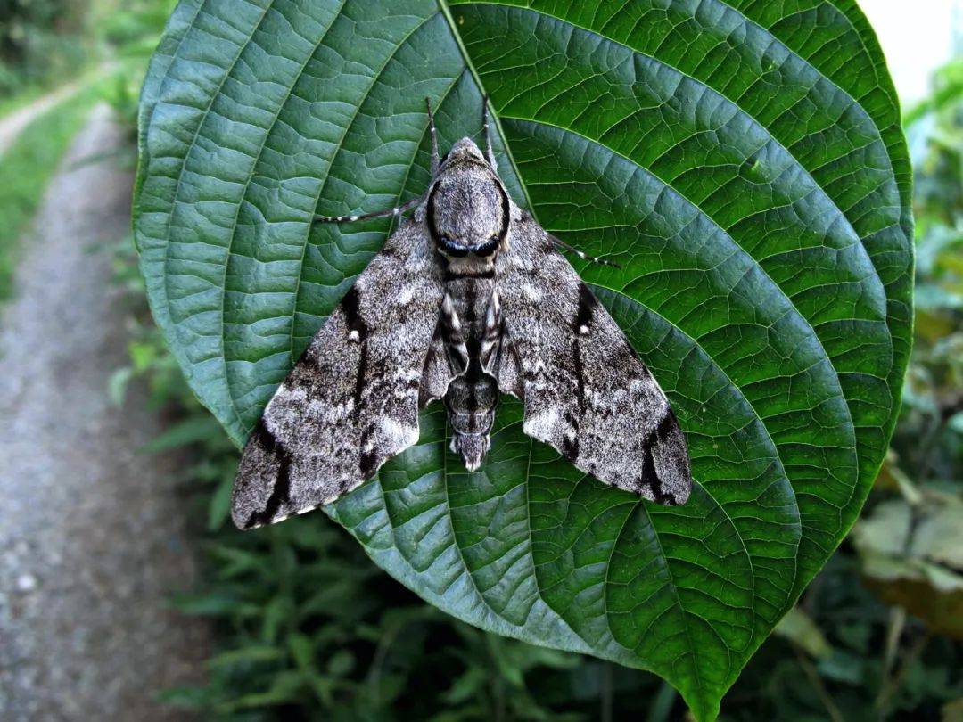 拟态大师时尚潮主蛾子的世界比蝴蝶世界更多精彩纷呈