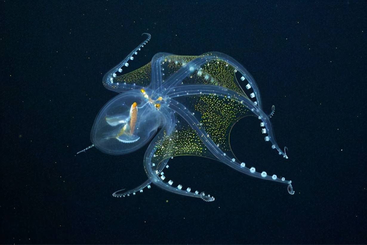 原创国外海洋科学家拍到极罕见的玻璃鱿鱼除消化道和眼神经浑身透明