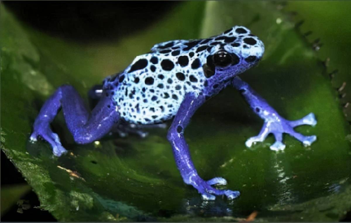 毒蛙种类图片