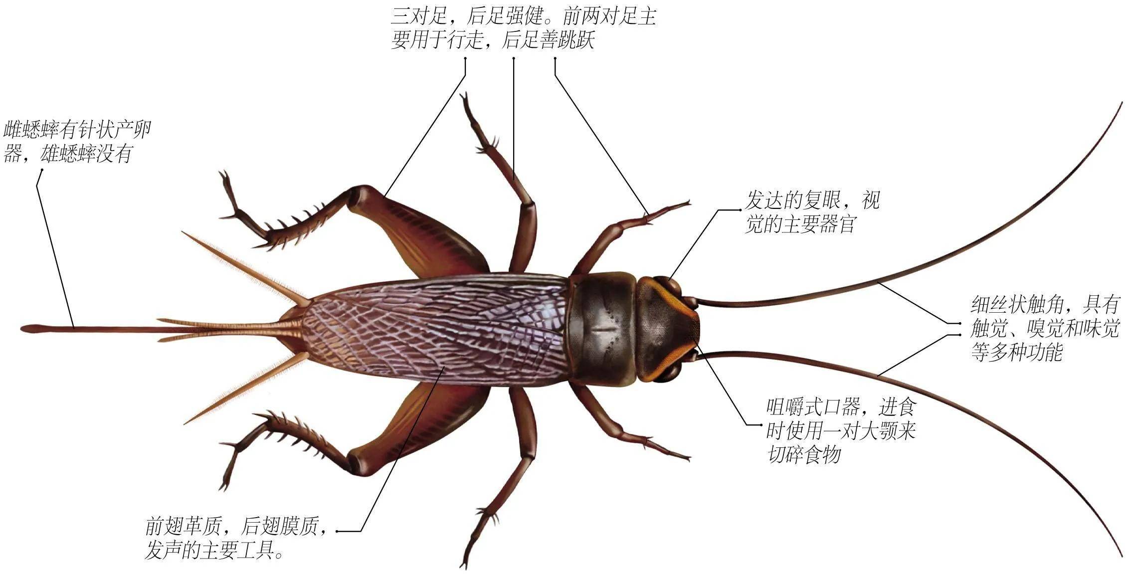 蟋蟀头部结构示意图图片