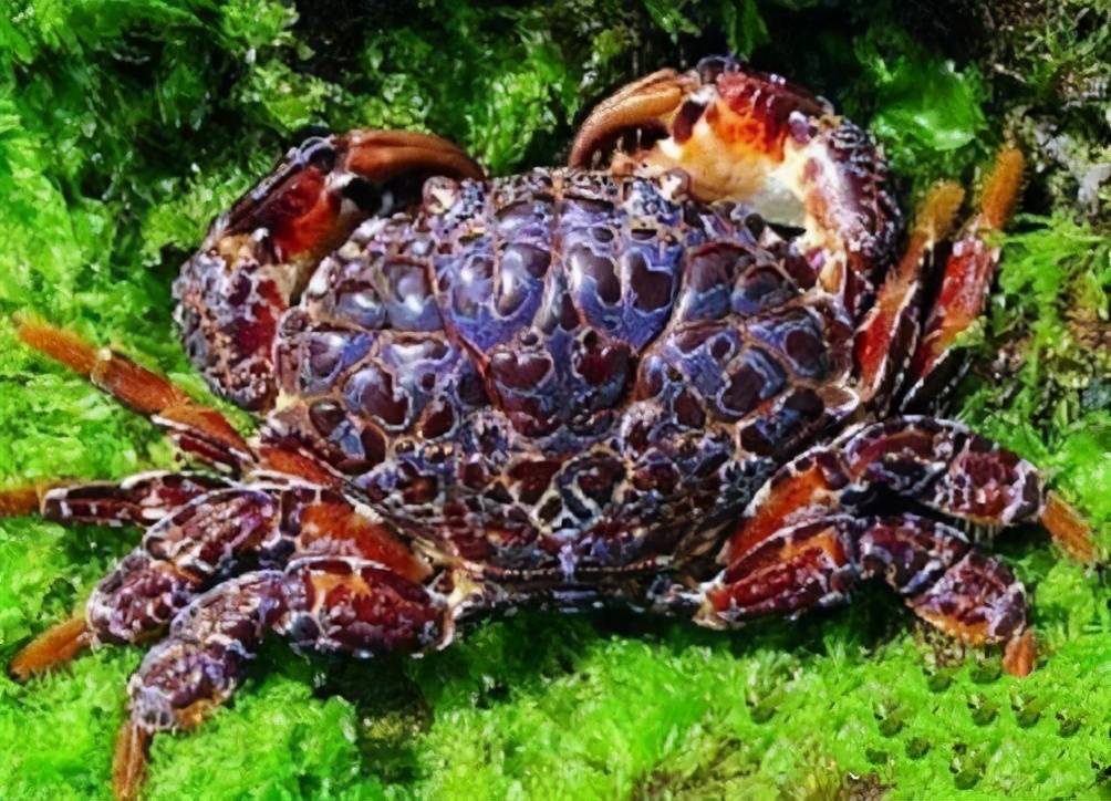 原创世界之最之最毒海洋生物篇