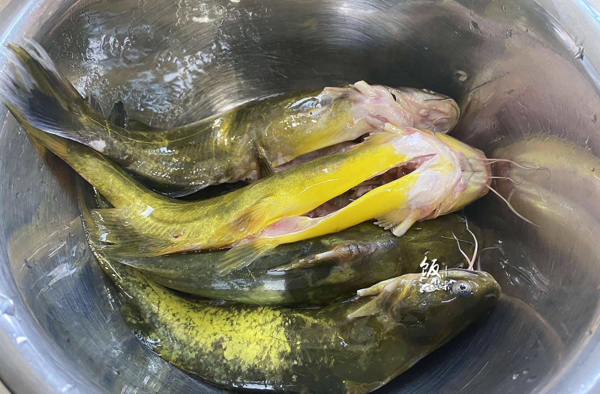 原创黄骨鱼要不要去掉黄皮教你做鱼的正确方法味不腥营养不流失