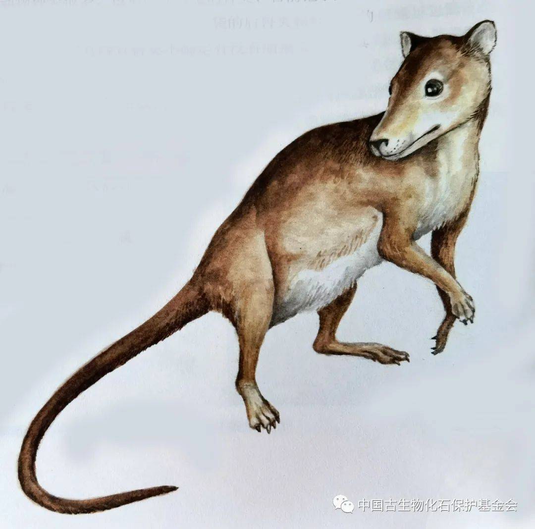 中生代期间最著名的哺乳动物除了张和兽以外,就算是热河兽了.