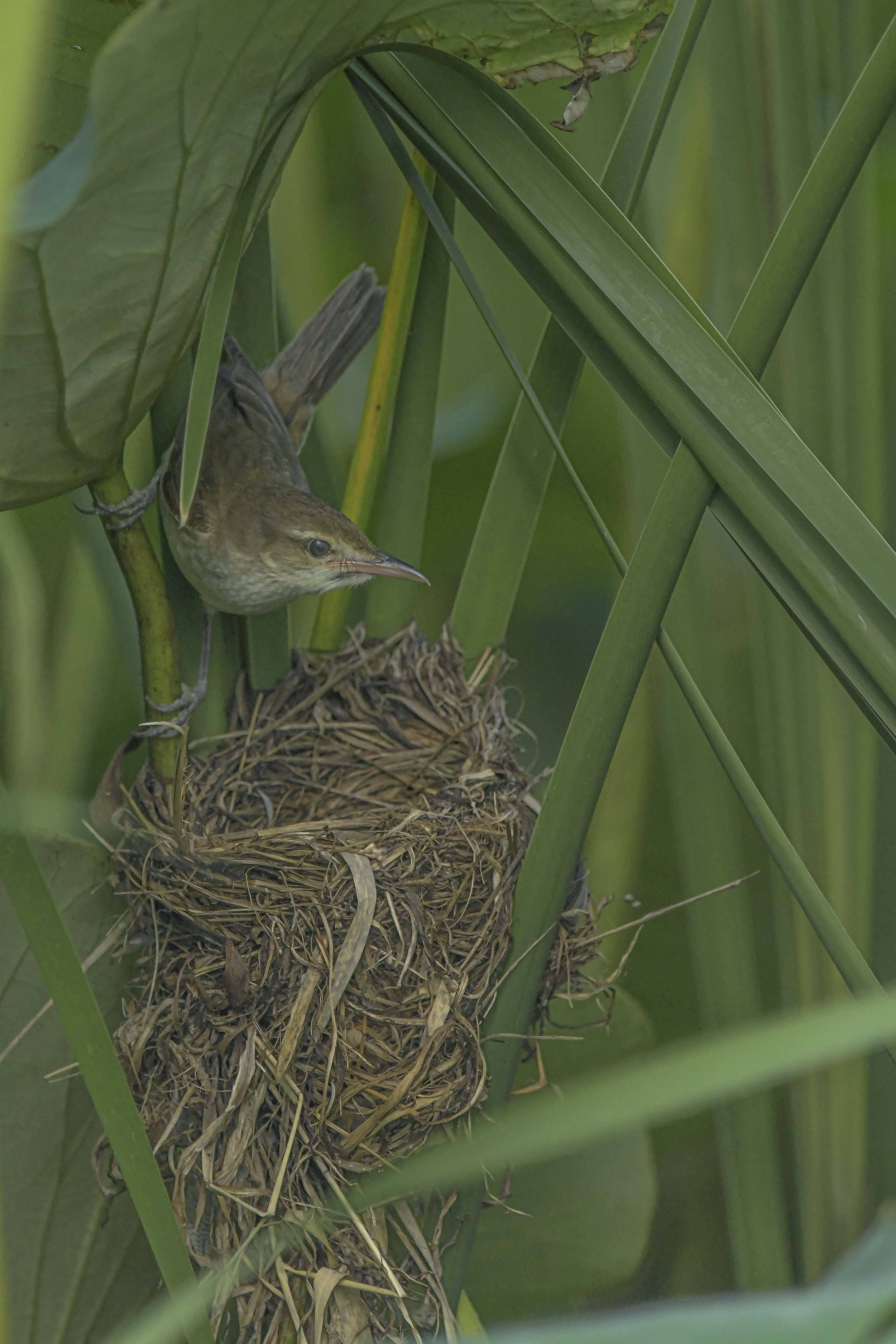 朝阳公园大苇莺育雏喂的是杜鹃还是苇莺