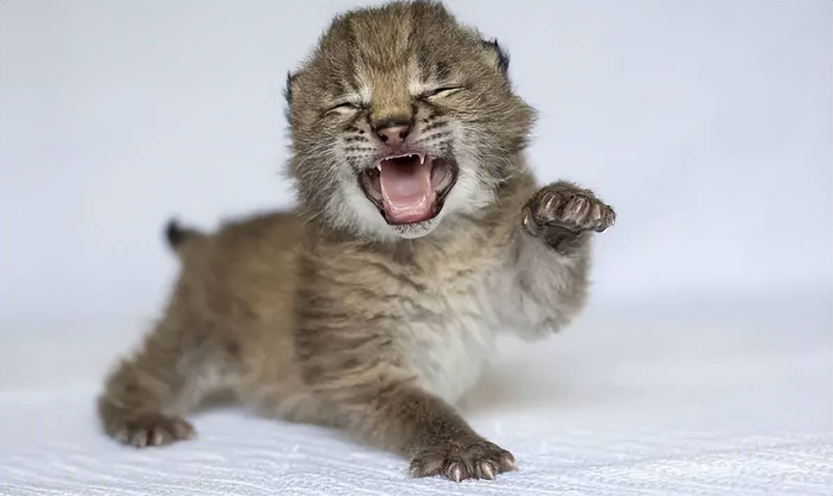 西藏老汉收留猞猁幼崽,养大后送回动物园,1年后相见猞猁激动流泪_罗成