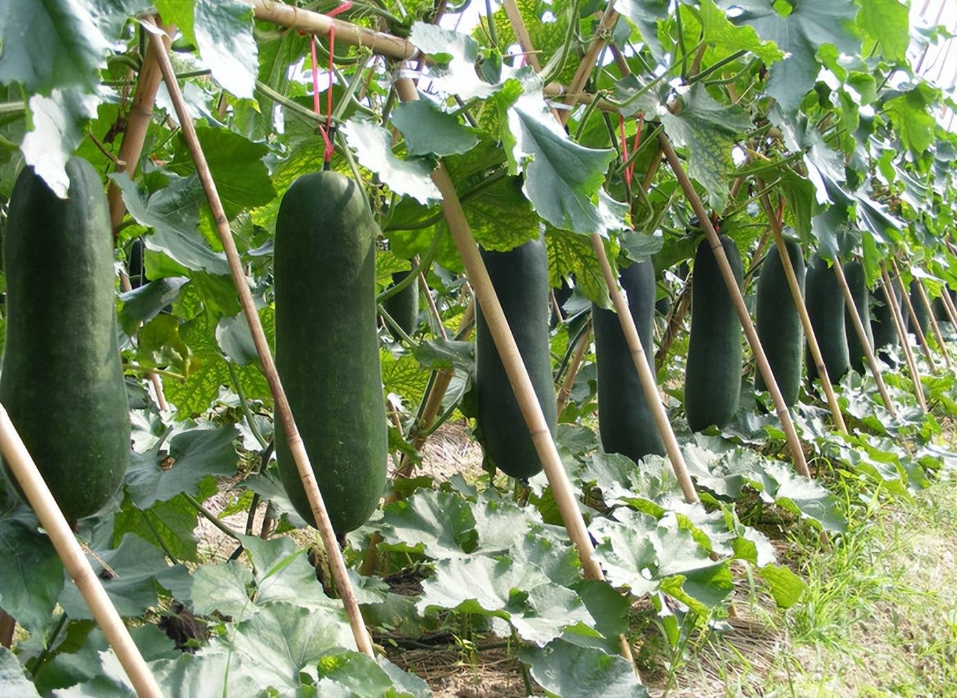 冬瓜夏季栽培抓要点