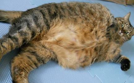 看了你就知道_猫咪_乳头_小猫