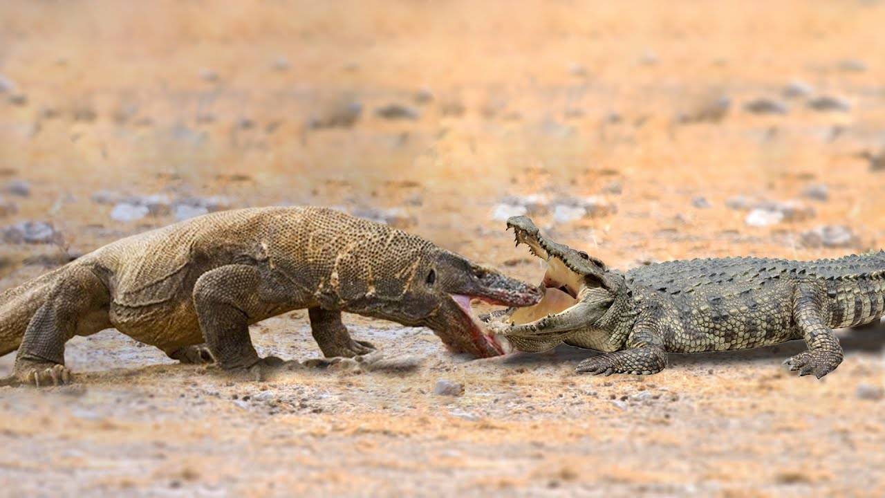 古巨蜥vs湾鳄图片