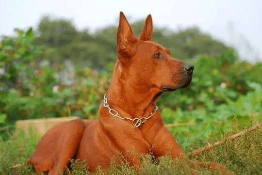 原创红狼犬大战7只豺狼怪不得越来越多人养