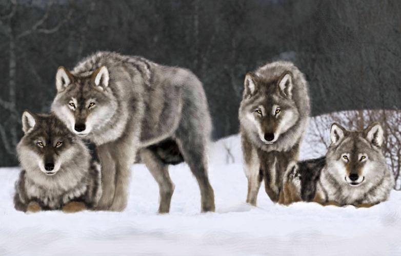 所以每当雪豹下山进入豹子川捕猎时,苍狼就要举全族之力,赶杀雪豹王.