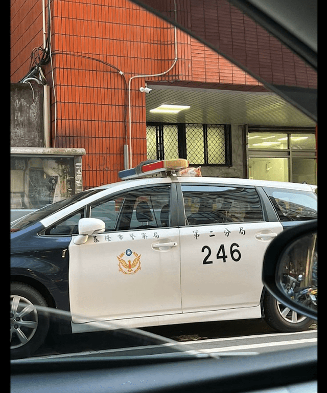 其實警車倒是沒什麼特殊的,主要是在警車的車頂上面,有一隻貓咪在那裡