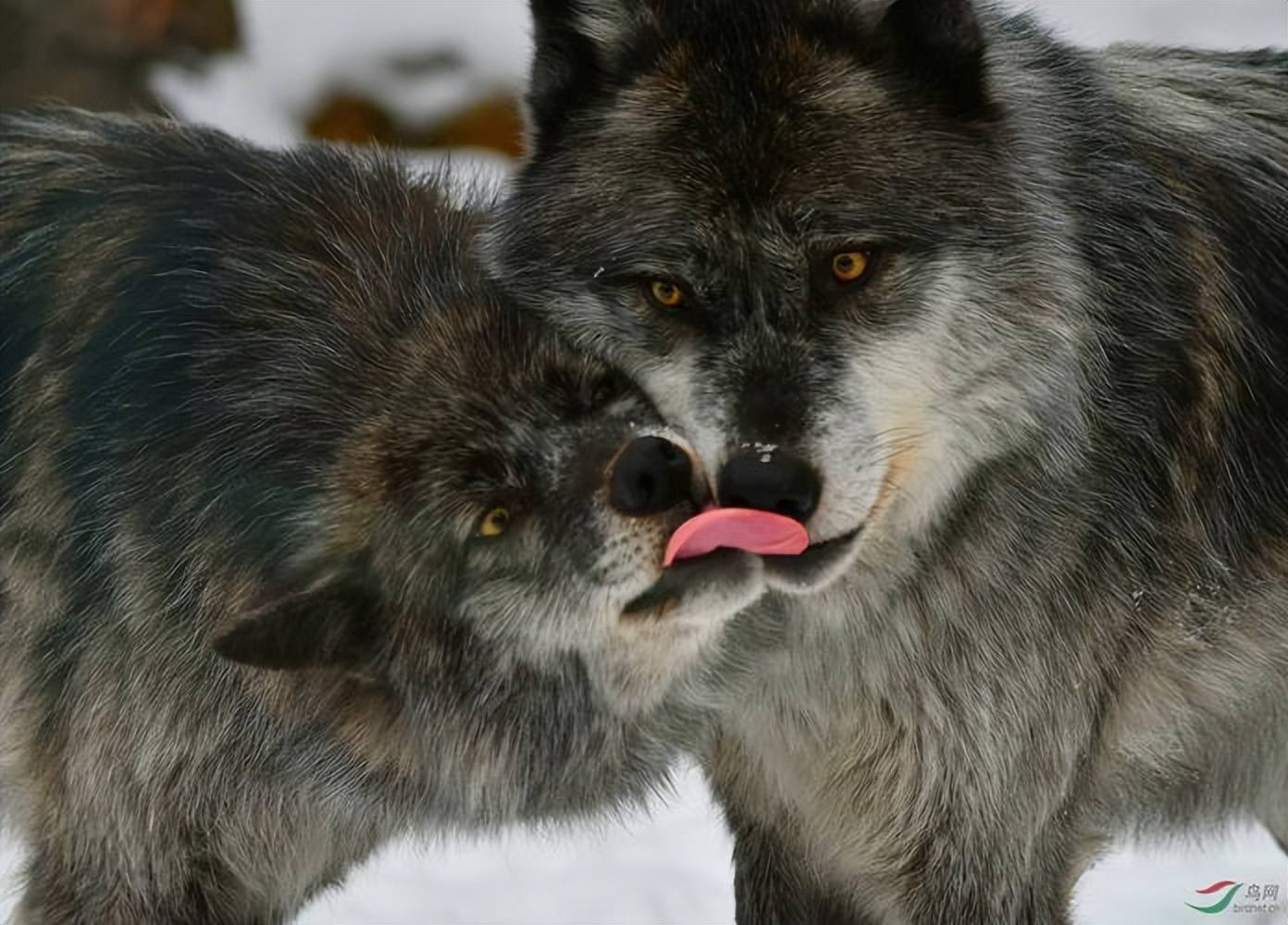 原创狼豹斗智狼群调虎离山在荒原伏击雪豹雪豹却装死成功突围