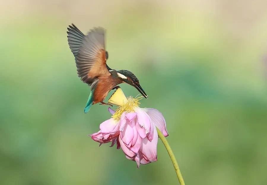 分享图片,极品荷花翠鸟图,赏心悦目_画面_花骨朵_风景