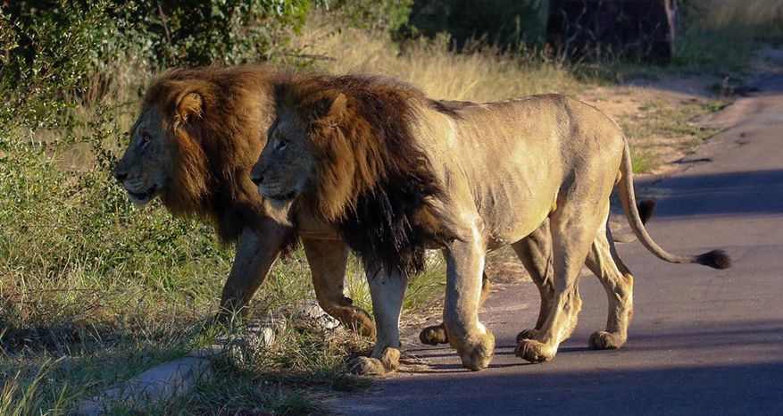 克鲁格最强雄狮联盟之一-曼联雄狮(mantimahle雄狮)简介_狮群_萨比森