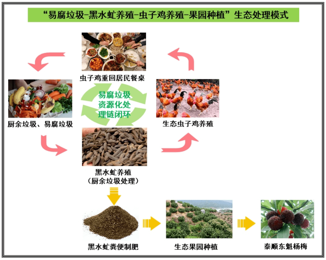 實現餐廚垃圾,畜禽糞便的資源化利用,同時發展黑水虻養殖,搭建生態