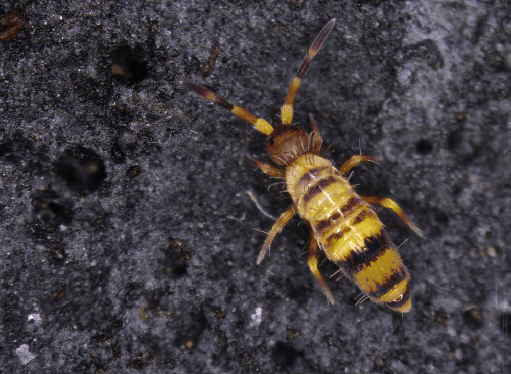 脚底下的迷你弹跳高手-跳虫,相当于人类身高可以弹跳10层楼高_物种_类