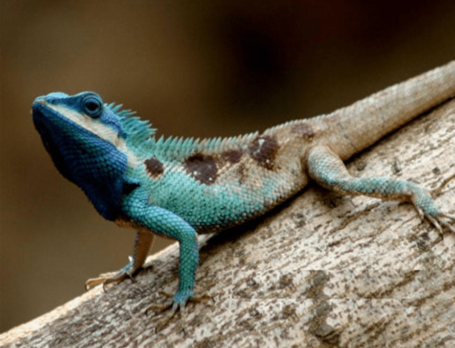 物种百科:白唇树蜥