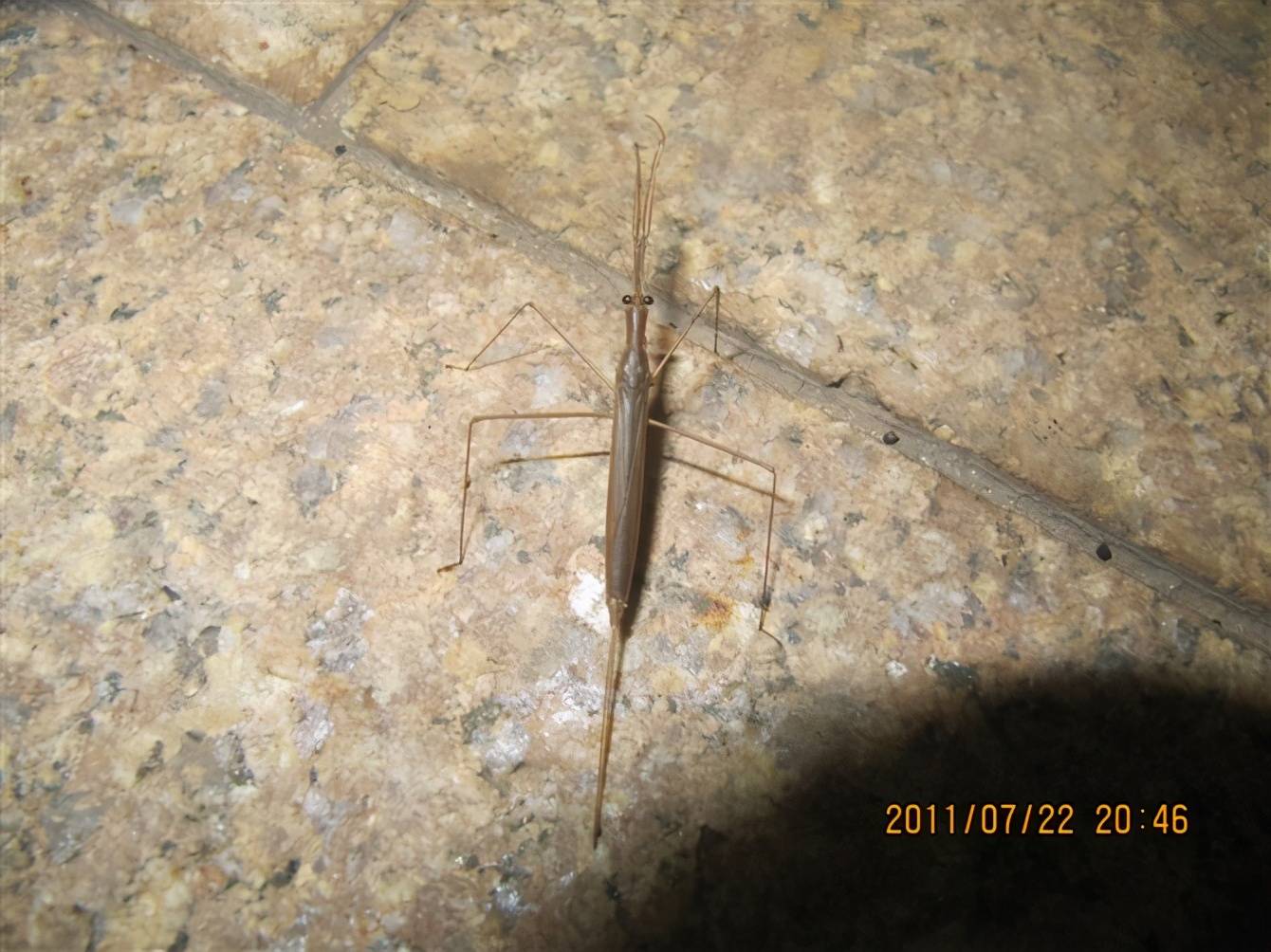 3,水螳螂此外,还有一种虫虫被称作水蝎子,就是下图的水螳螂,虽然它也